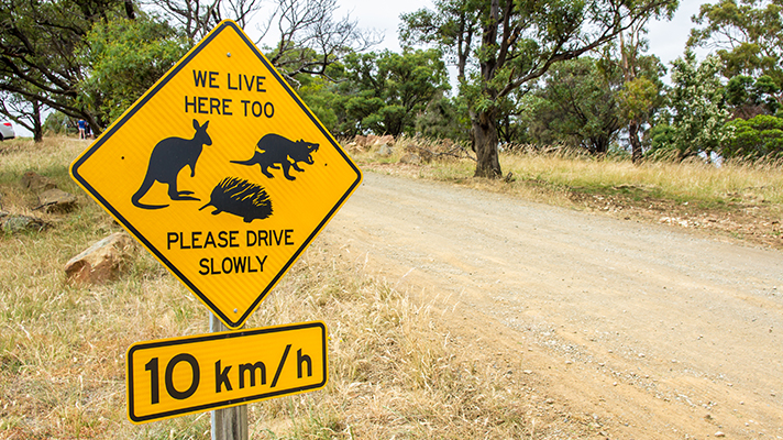 야생동물 도로 표지판