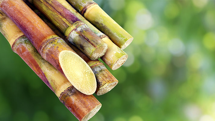 sugar cane