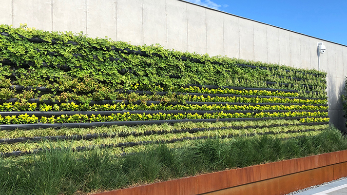 Building wall covered with plants