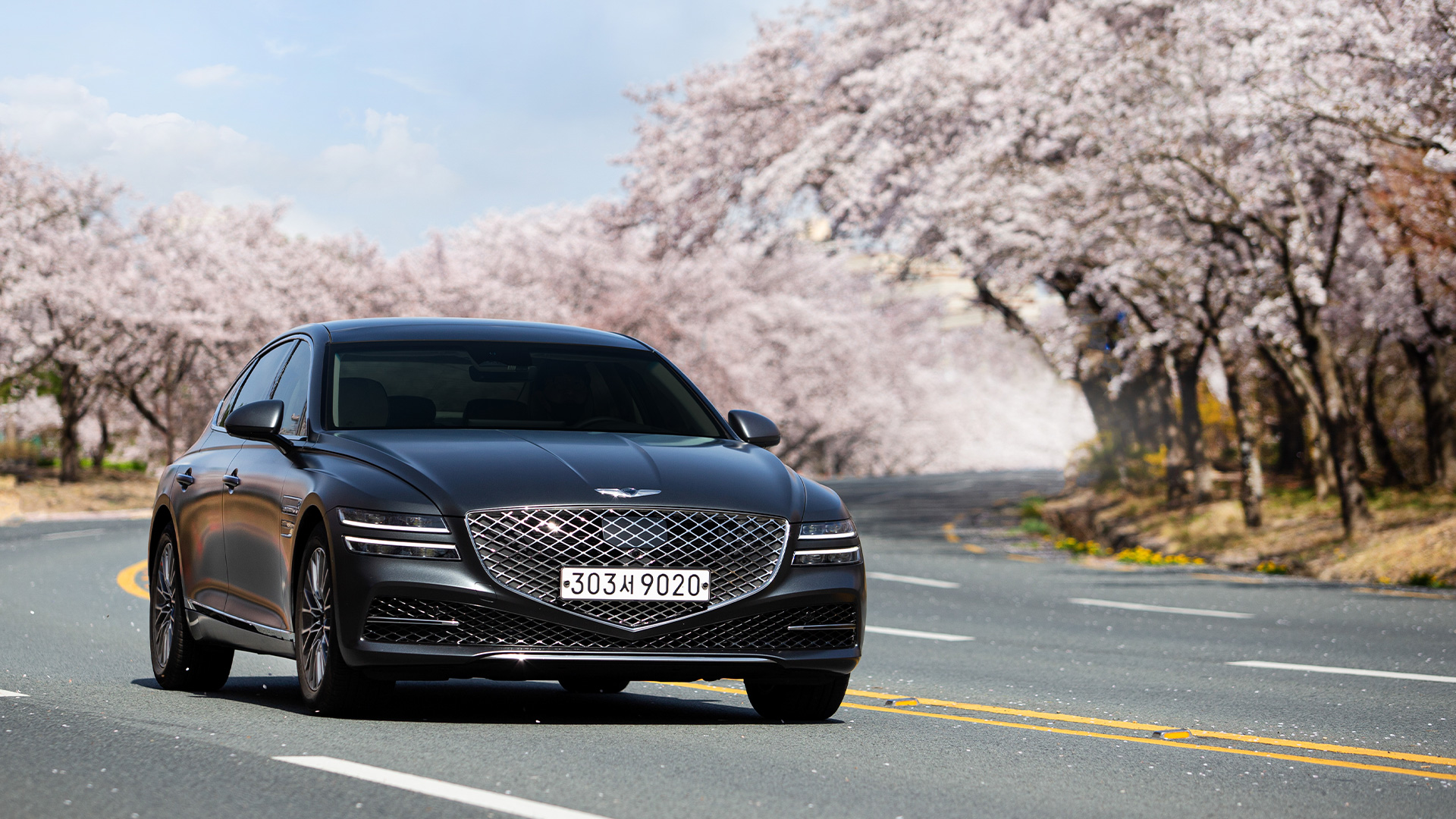 벚꽃이 만개한 도로를 달리는 제네시스 G80 모습