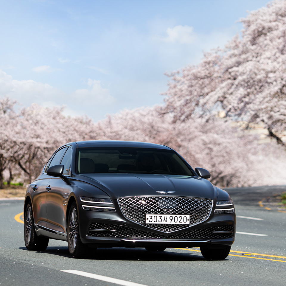 벚꽃이 만개한 도로를 달리는 제네시스 G80 모습