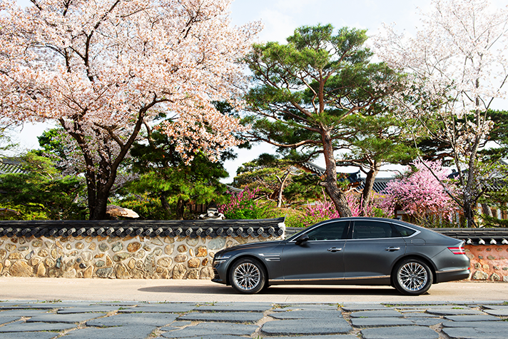 벚꽃 핀 돌담길 앞에 서 있는 제네시스 G80 모습