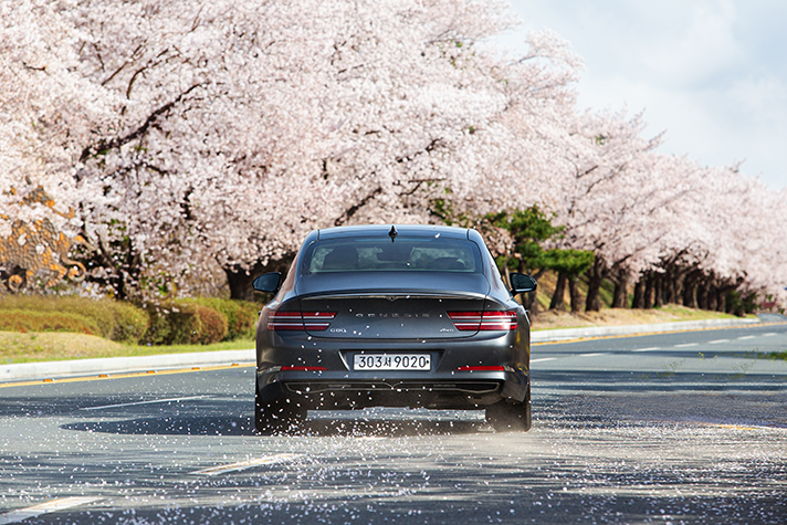 벚꽃이 만개한 도로를 달리는 제네시스 G80 뒤로 꽃잎이 날리는 모습