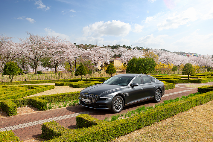 벚꽃이 핀 경주엑스포공원안에 주차된 제네시스 G80 모습