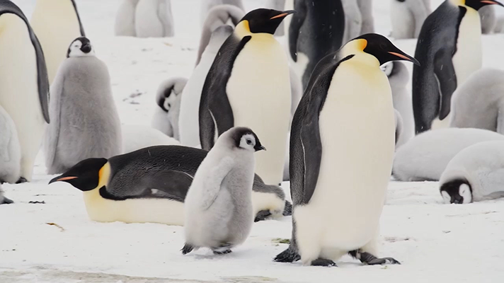 제너레이션원 캠페인 영상에 등장하는 펭귄들