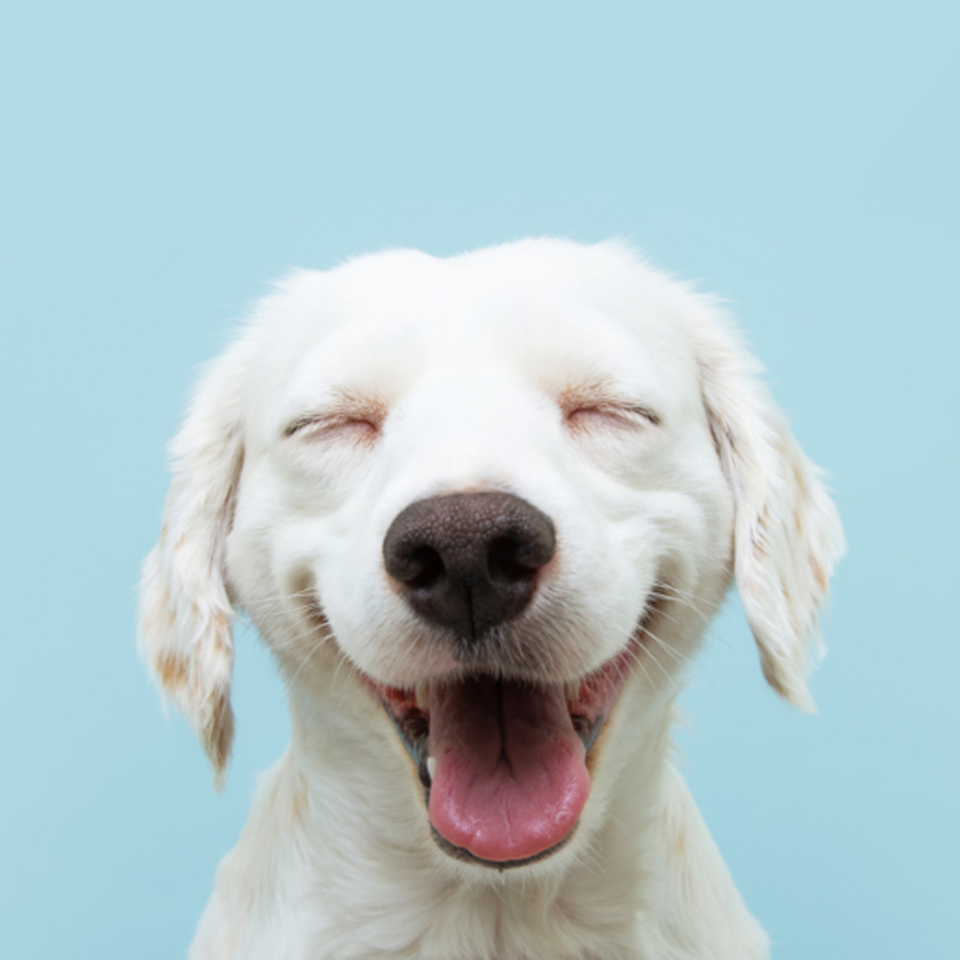 smiling puppy front view