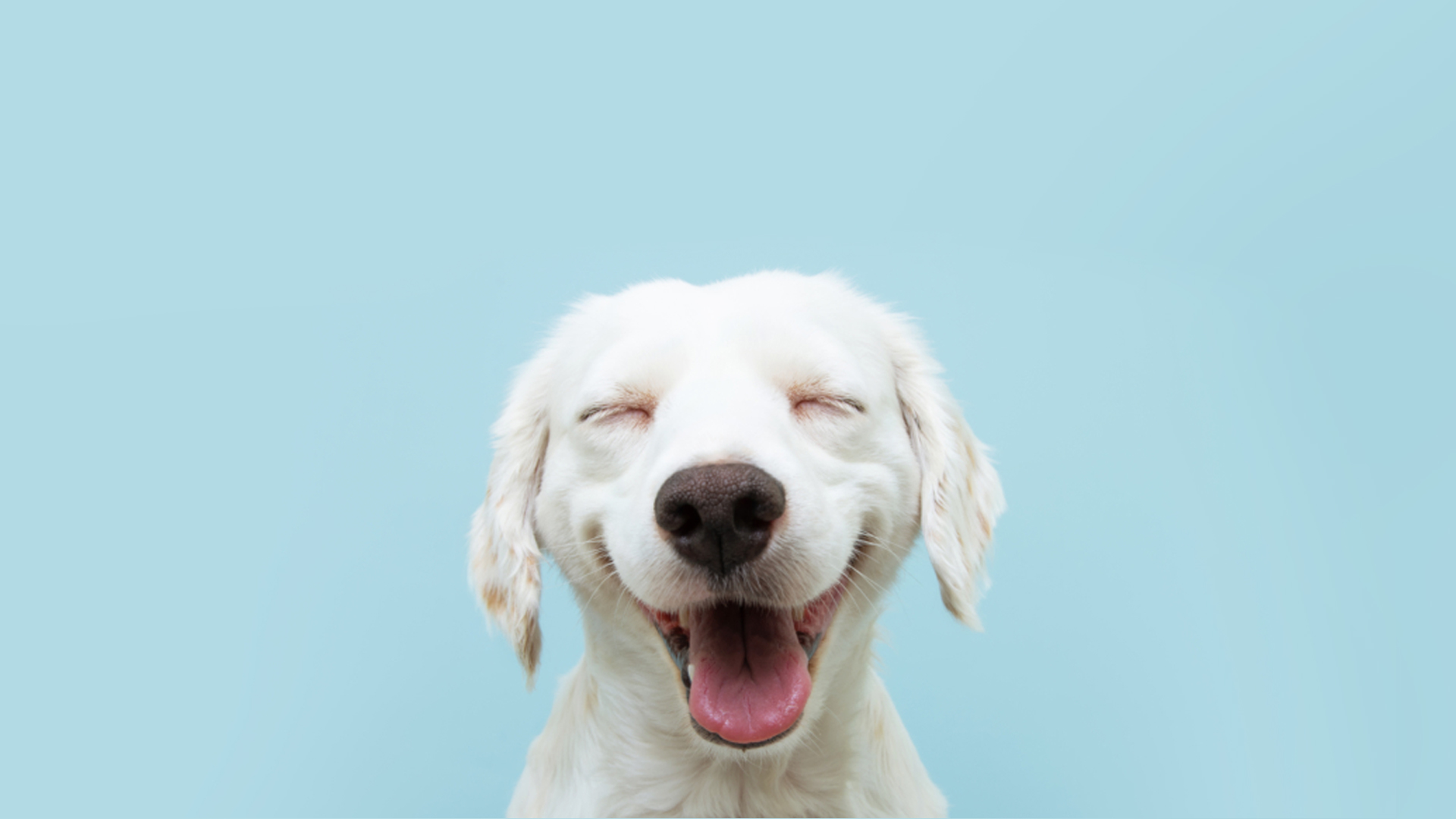 smiling puppy front view