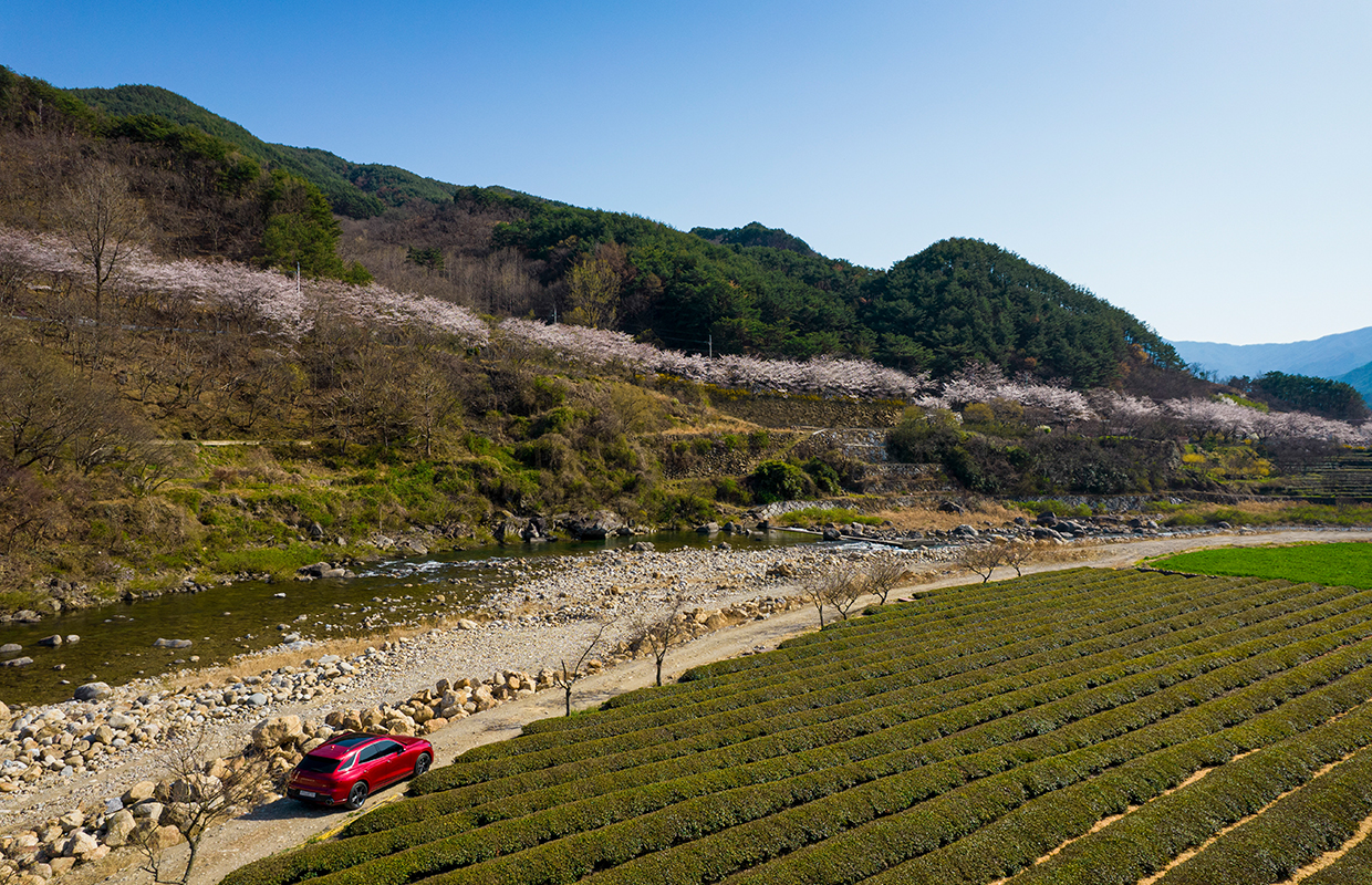 녹차밭 옆에 GV70가 정차한 모습