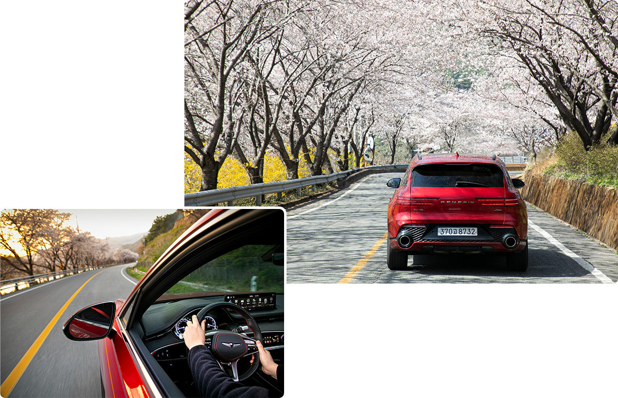 GV70가 벚꽃 나무 사이로 질주하는 모습