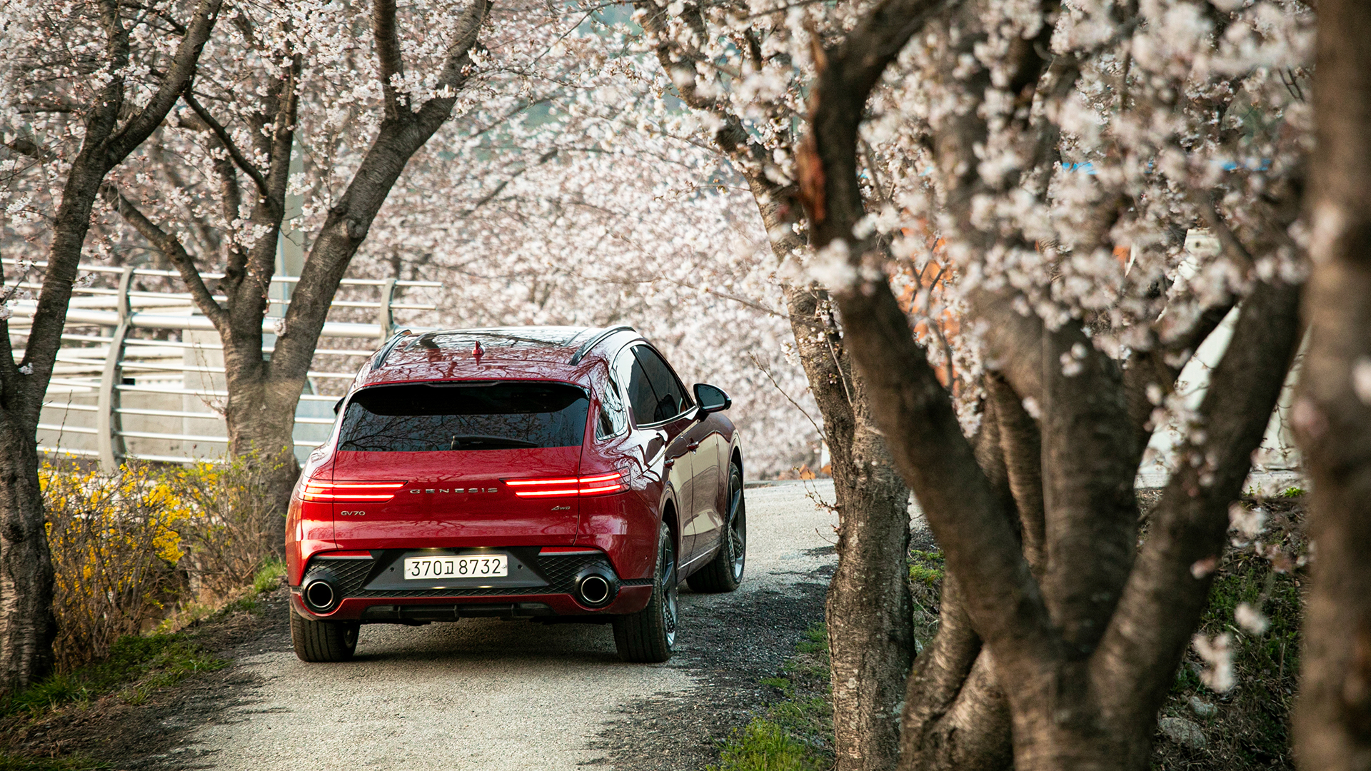 GV70 parked under a cherry blossom tree