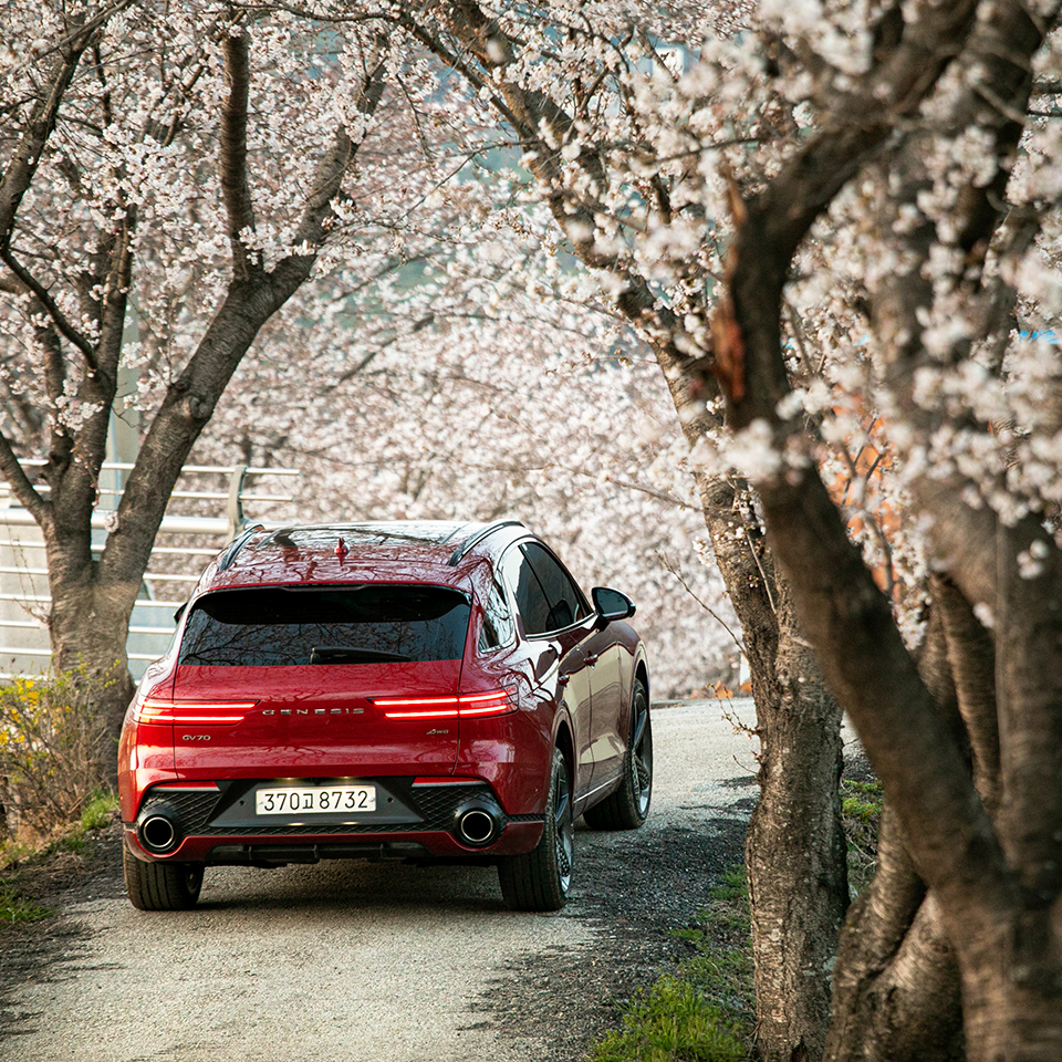 GV70 parked under a cherry blossom tree