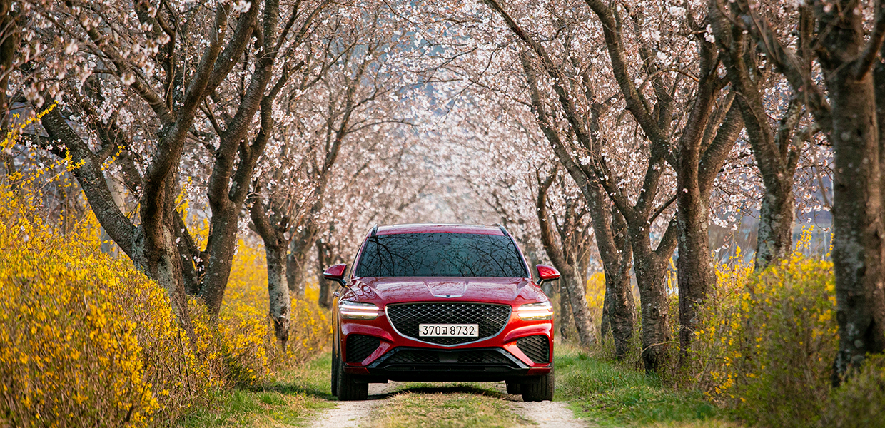 GV70 parked under a cherry blossom tree