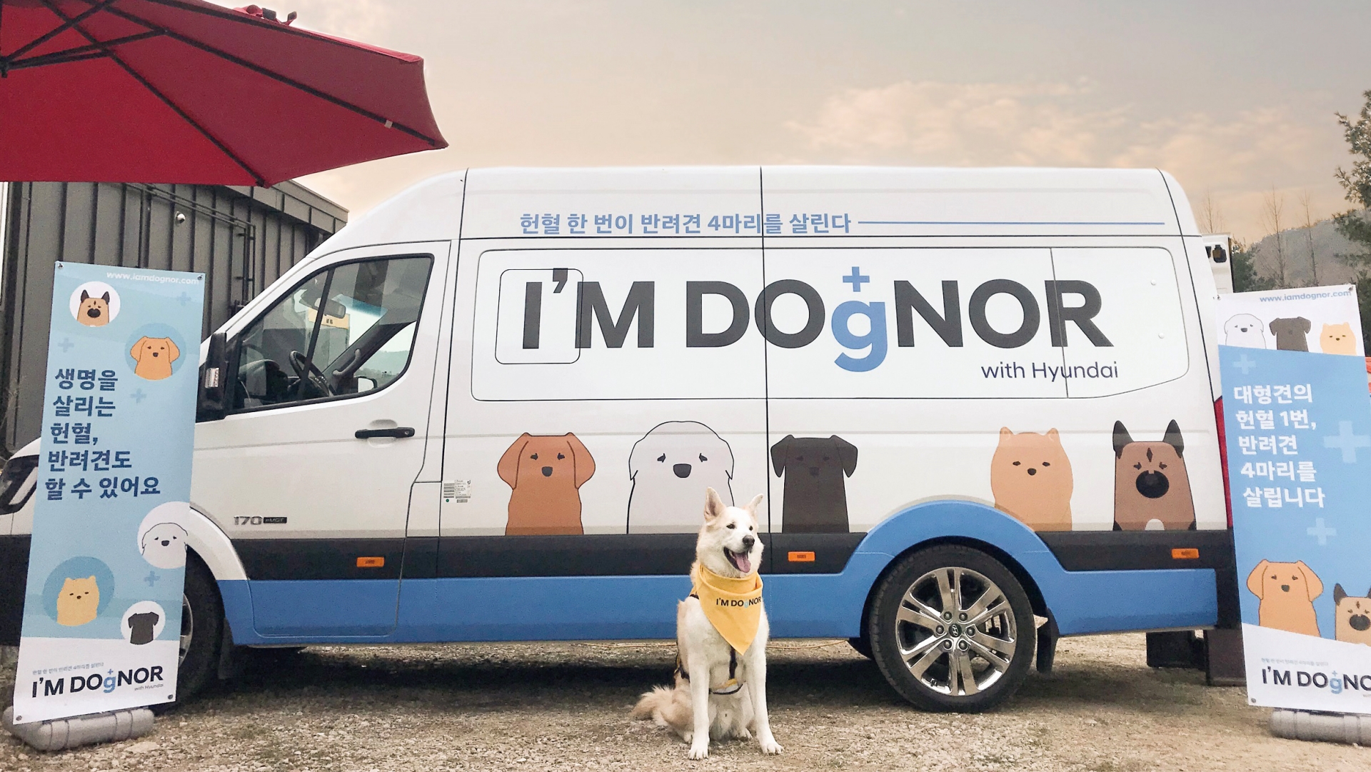 I’M DOgNOR가 적힌 차량 앞에 앉아 있는 하얀 강아지 모습