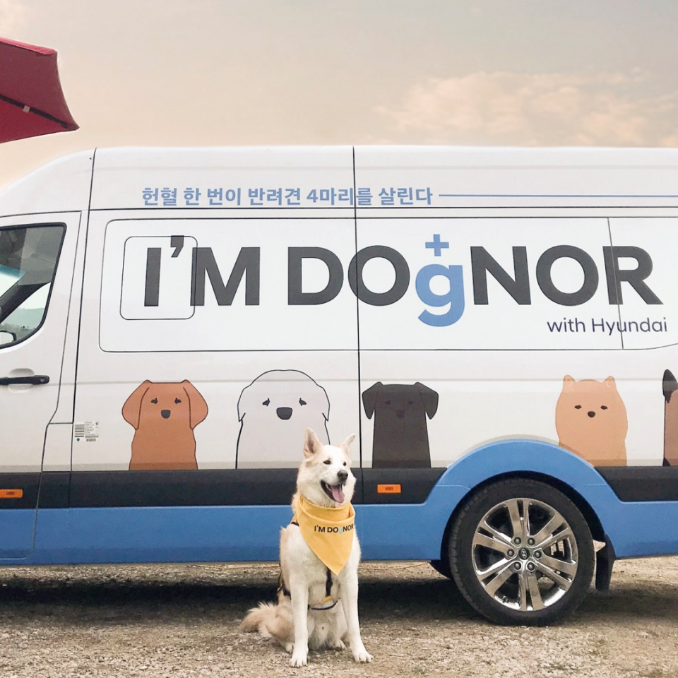 I’M DOgNOR가 적힌 차량 앞에 앉아 있는 하얀 강아지 모습