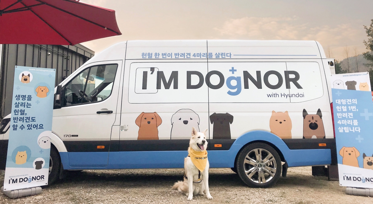 I’M DOgNOR가 적힌 차량 앞에 앉아 있는 하얀 강아지 모습