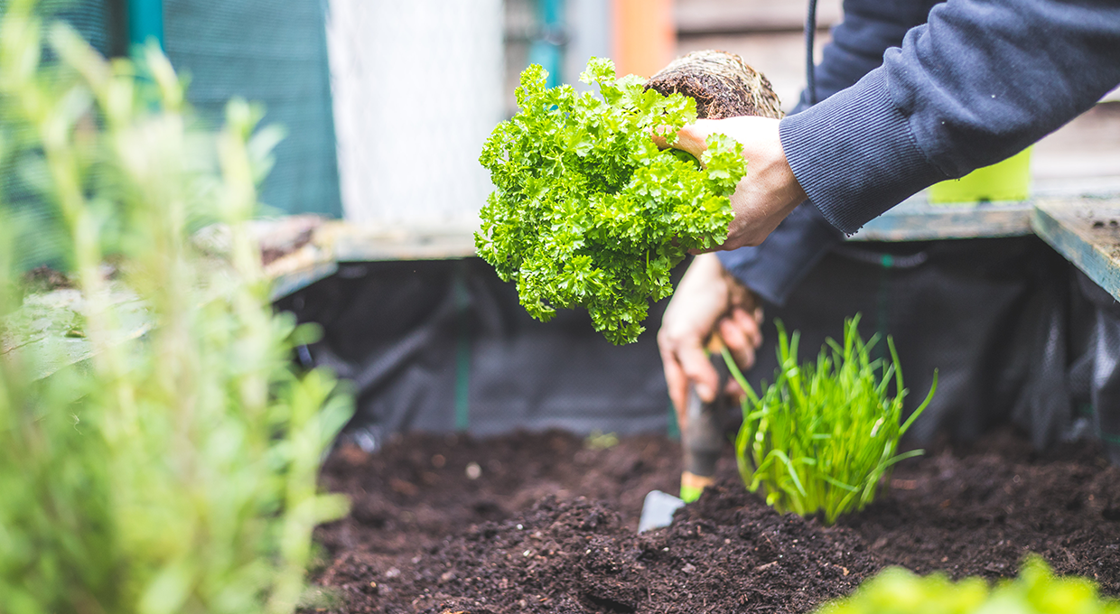 텃밭에 식물을 심는 모습