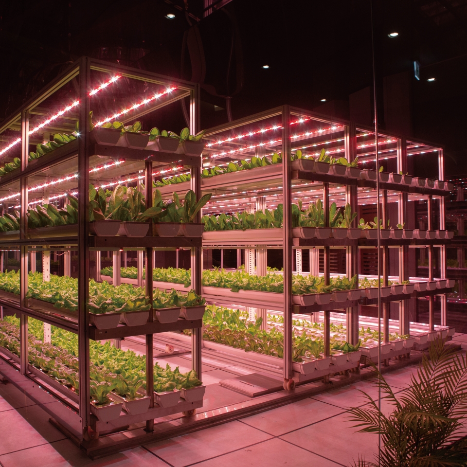 작물이 자라고 있는 H 클린팜의 전경