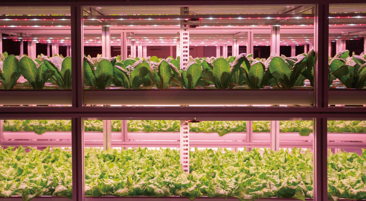 스마트팜에서 자라고 있는 작물들의 모습