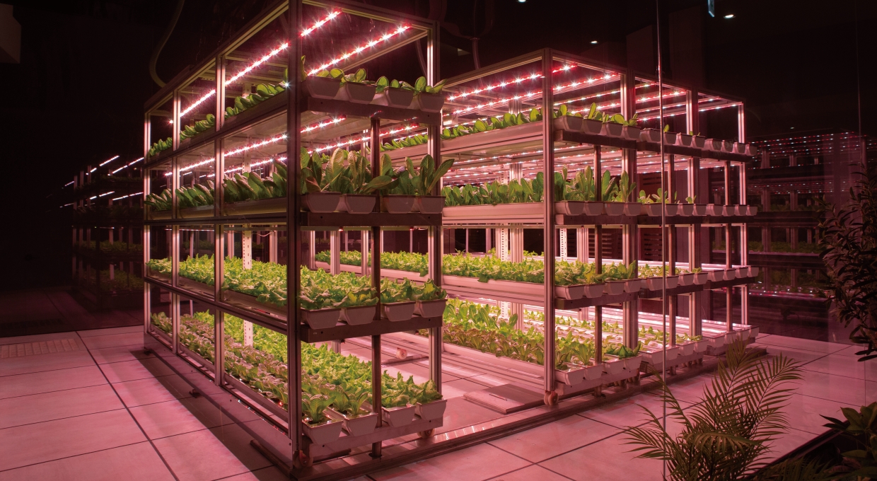 작물이 자라고 있는 H 클린팜의 전경