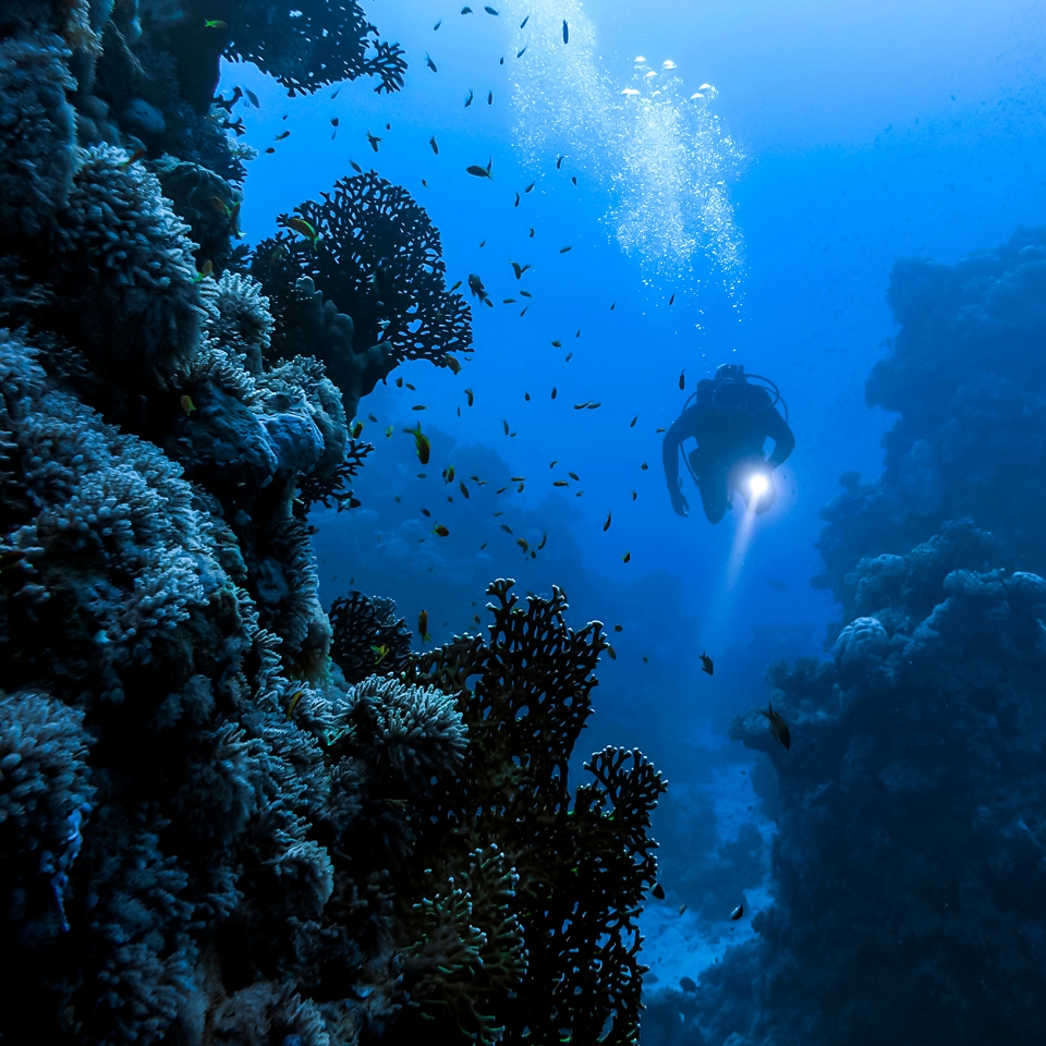 바닷속에서 헤엄치는 스쿠버다이버