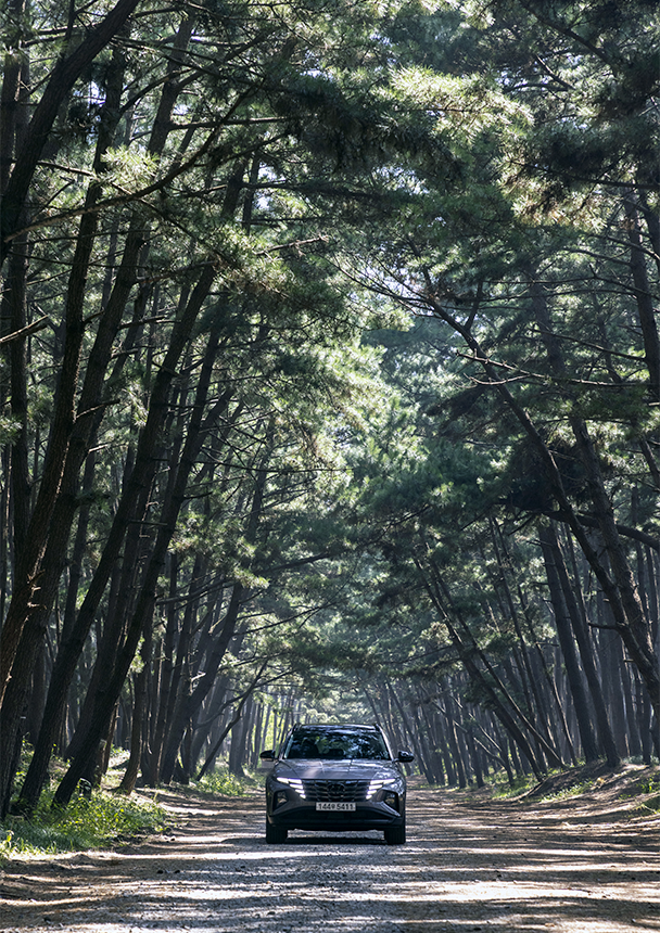 숲에 정차한 투싼 어드벤처 패키지의 모습