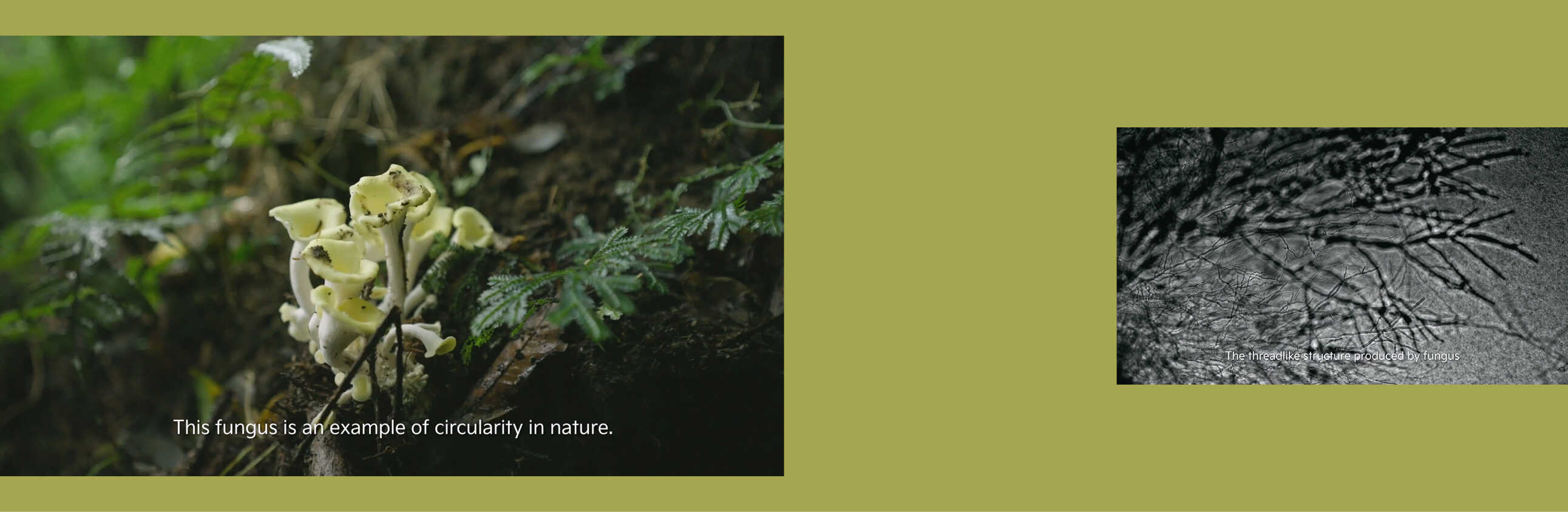 버섯이 성장하는 모습을 찍은 다큐멘터리의 장면