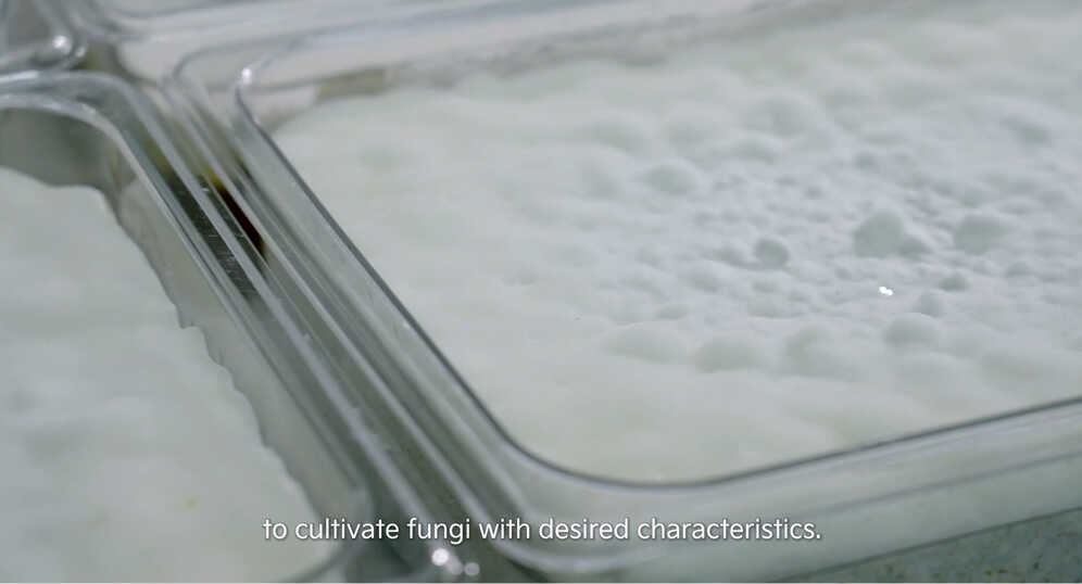 버섯의 균사체를 키우는 모습을 보여주는 영상 장면