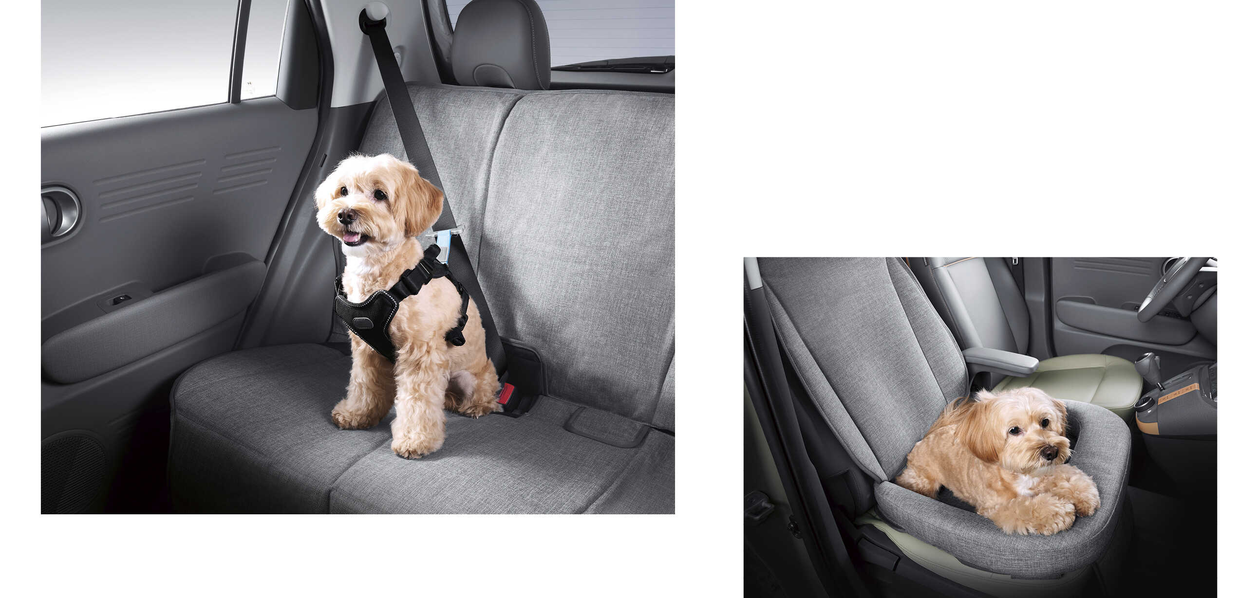 Accessories for dogs