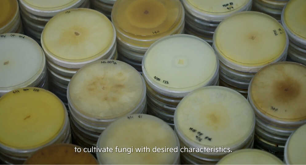 Mycelium piled up after various studies on mycelium