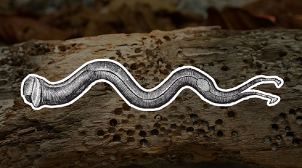 배좀벌레조개가 나무를 갉아 구멍을 뚫고 들어가고 있다.