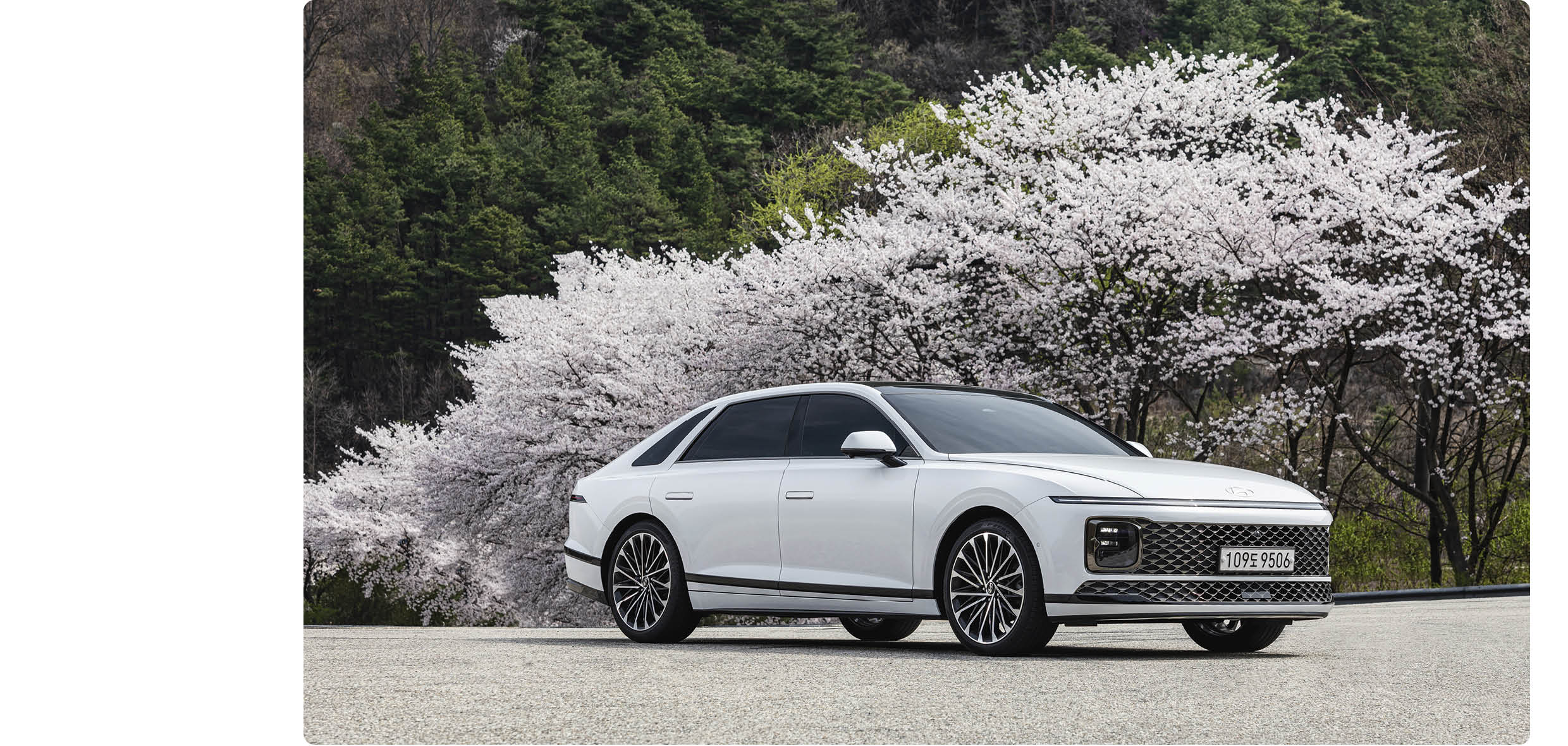 만개한 벚꽃을 뒤로 하고 서 있는 7세대 그랜저