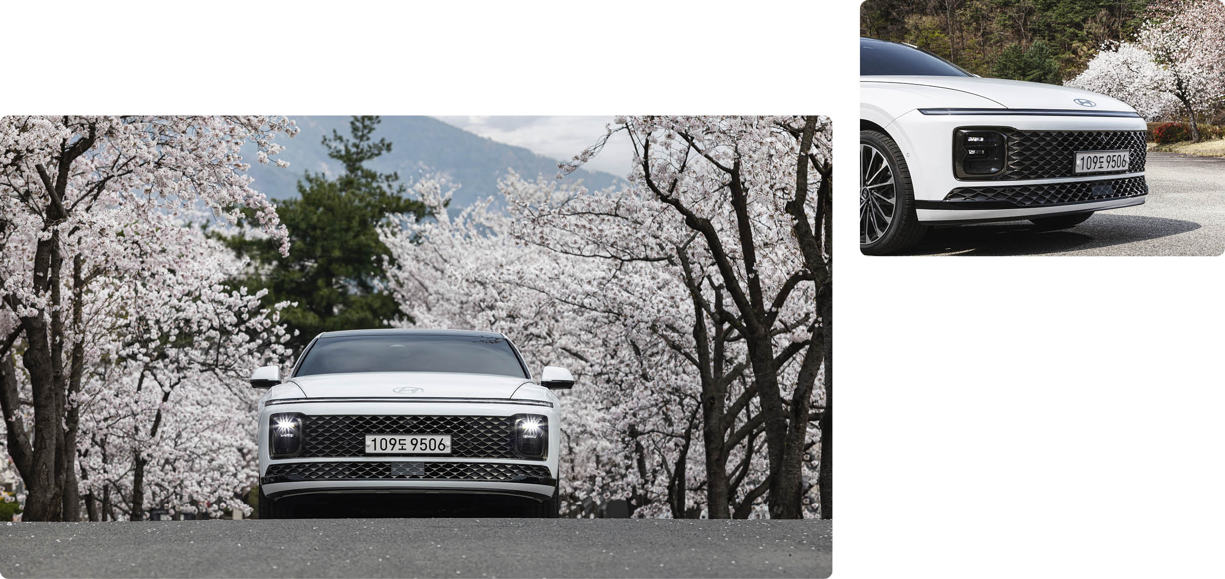 The 7th generation Grandeur is standing on the roadside where the cherry blossoms are in full bloom