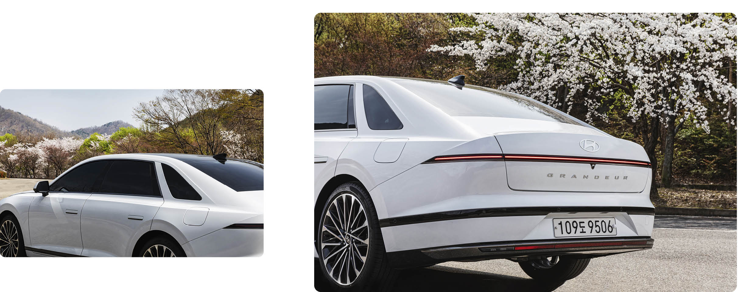 The 7th generation Grandeur is standing on the roadside where the cherry blossoms are in full bloom