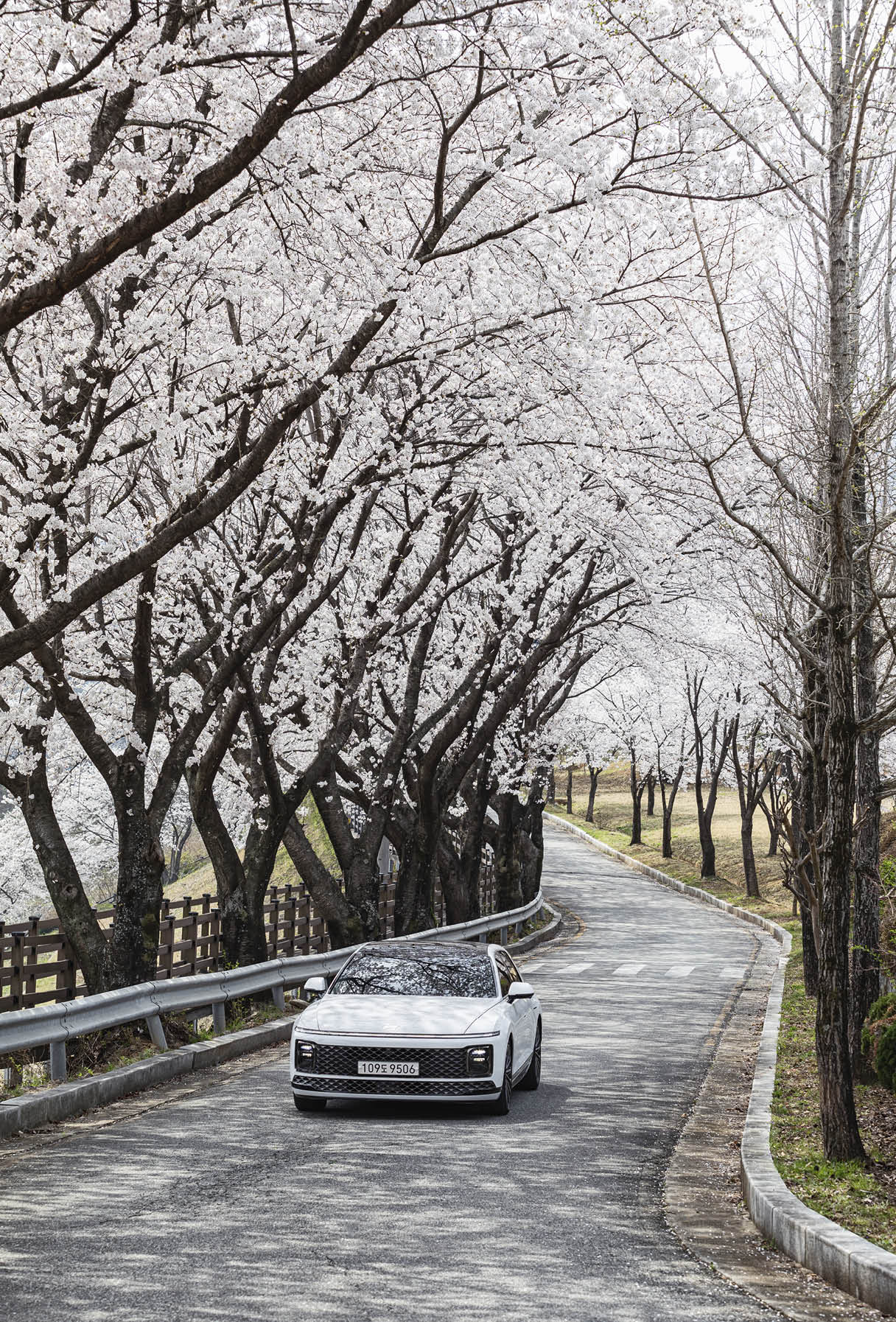 The 7th generation Grandeur is running on a road with cherry blossoms in full bloom