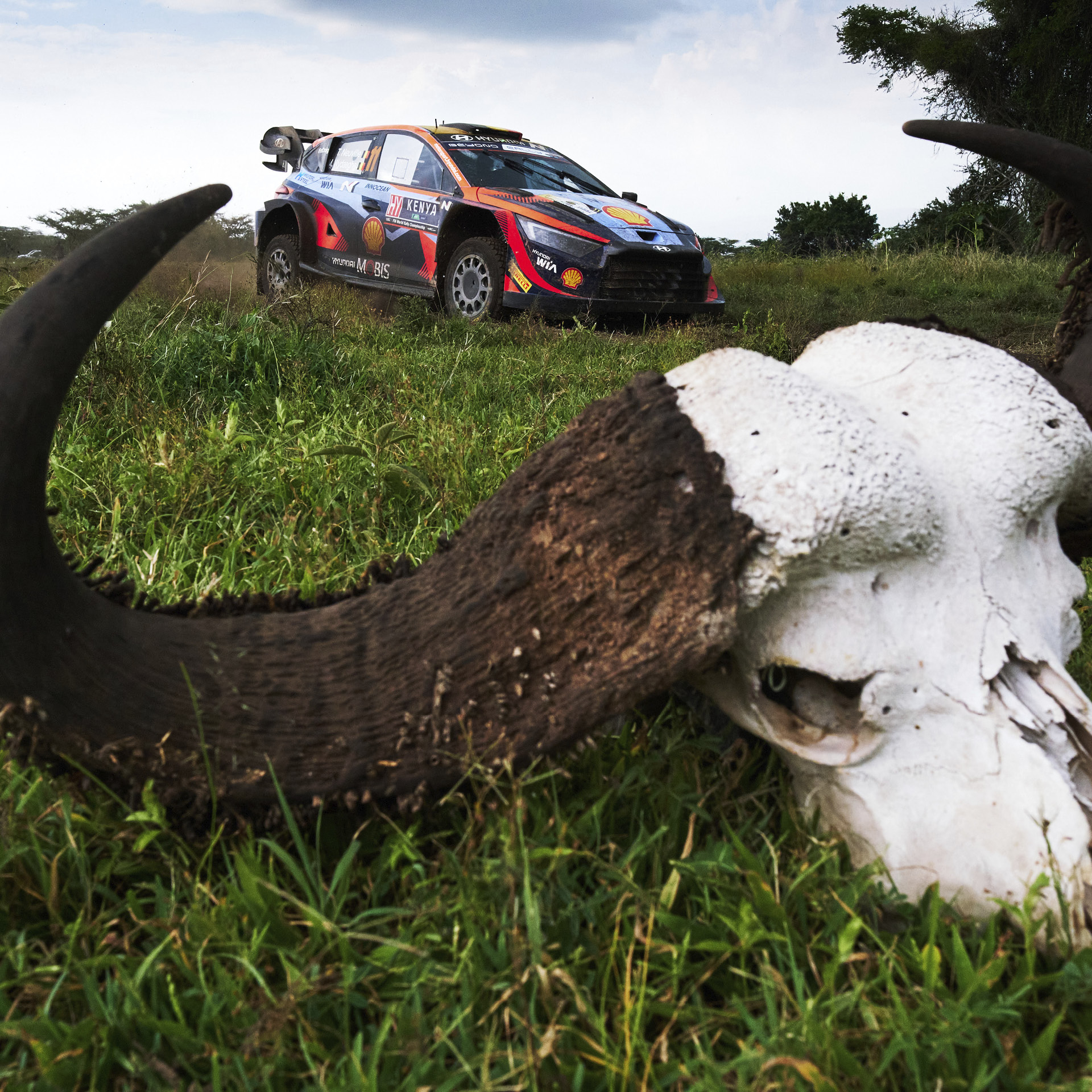 Hyundai i20 N Rally 1 Hybrid driving at the 2023 Kenya Safari Rally