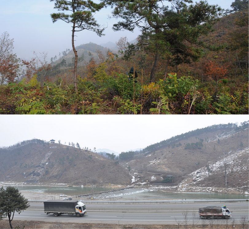 현대모비스는 2012년부터 훼손된 숲에 나무를 식재하며 숲을 조성했다