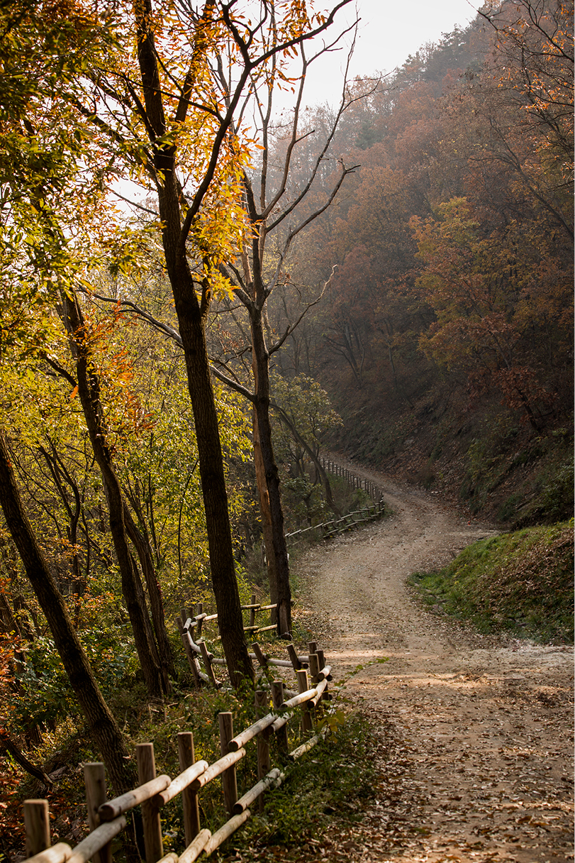 미르숲은 6개의 숲이 있다. 그중 생각의 숲은 산책하기 좋은 공간이다