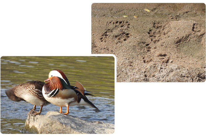 미르숲이 조성된 후 원앙이나 수달 등 멸종위기 동물들이 서식하기 시작했다