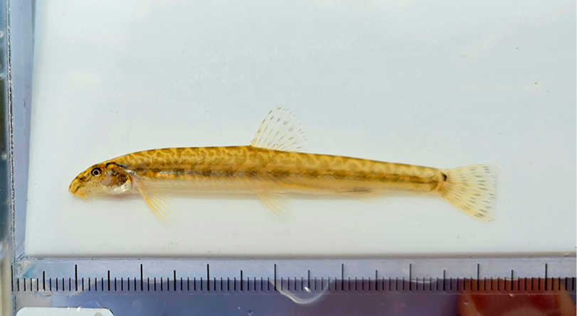 멸종위기 야생동물 1급 미호종개가 다시 서식하고 있다