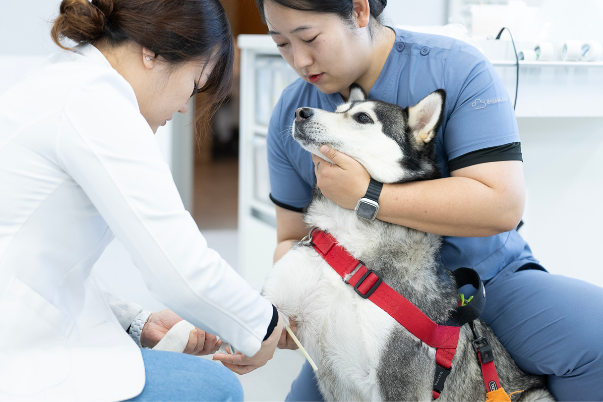 아임도그너 캠페인에 참가하는 헌혈견의 모습