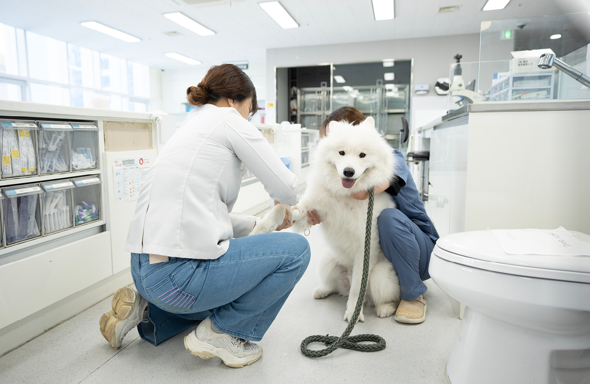 A blood donor dog participating in the I’M DOgNOR campaign