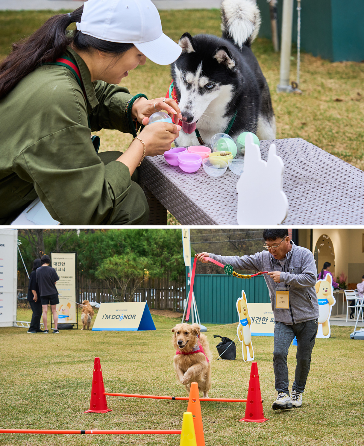 Large dogs participating in the I’M DOgNOR event