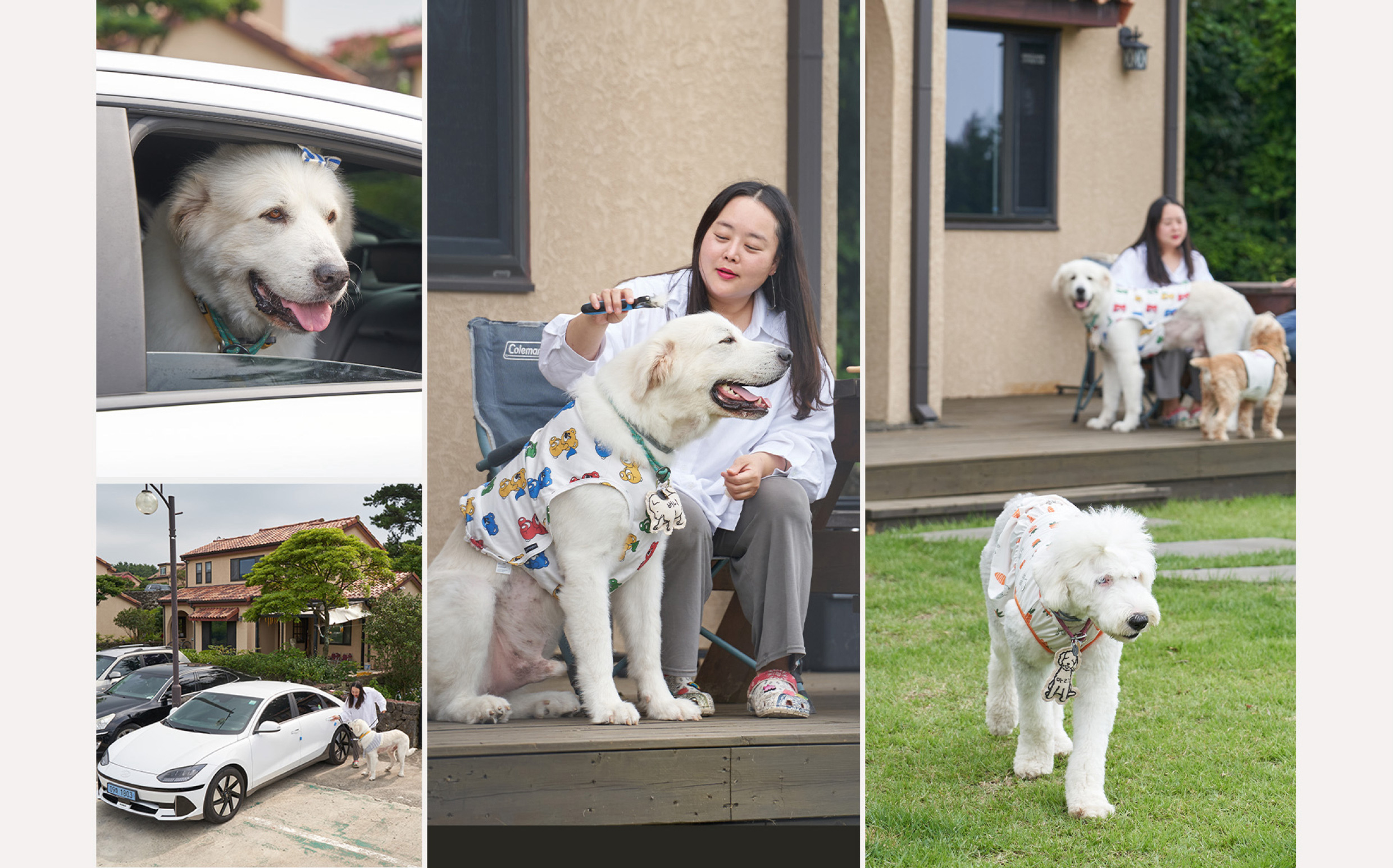 Social media promotional material of I’M DOgNOR