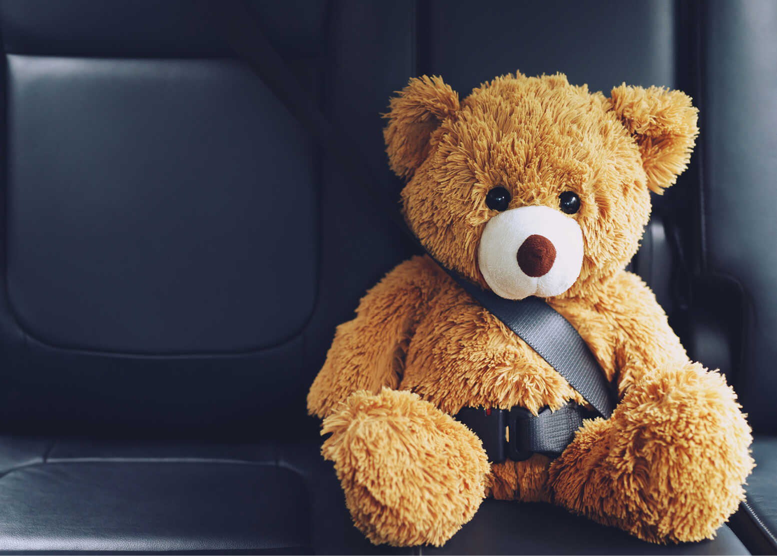자동차 뒷좌석에 밤색 곰인형이 안전벨트를 체결하고 앉아 있는 모습