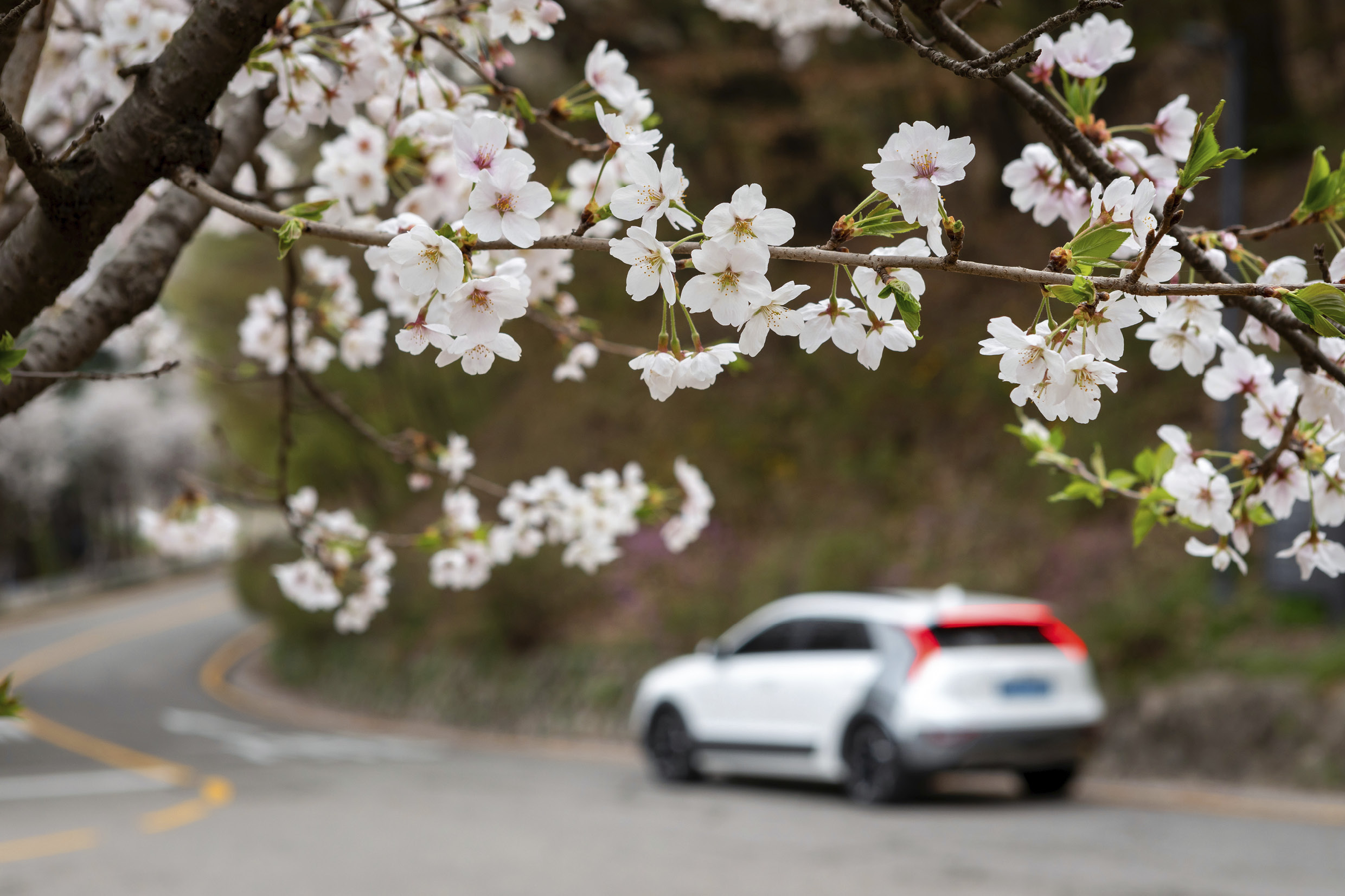 활짝 핀 벚꽃 뒤로 서 있는 니로 EV