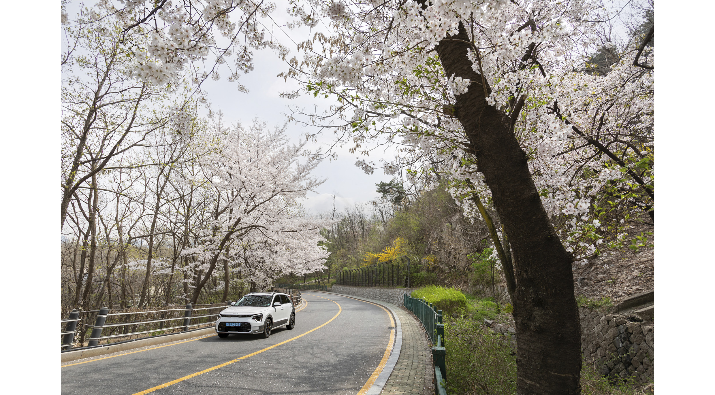 벚꽃길을 달리고 있는 니로 EV