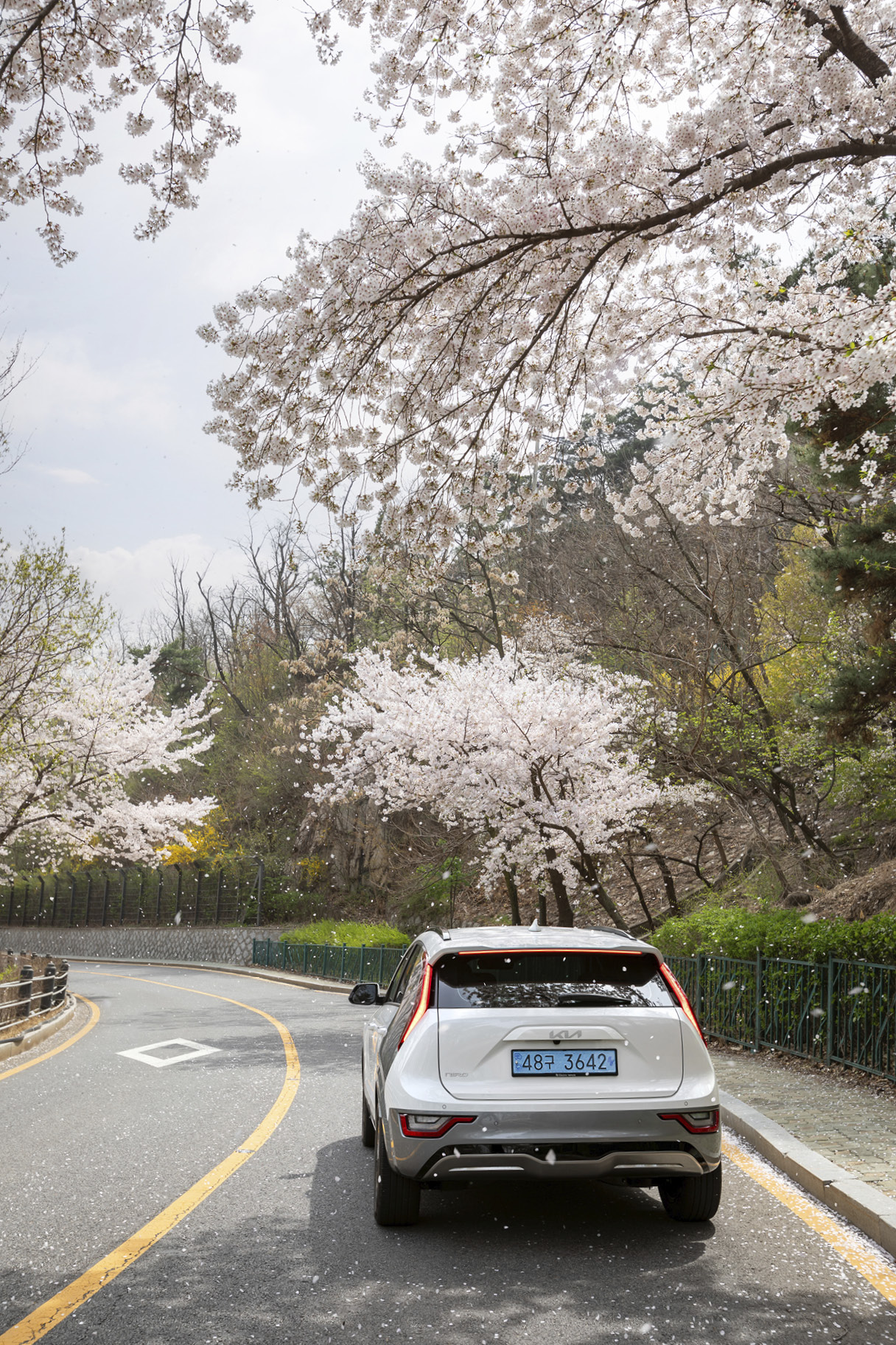 니로 EV 위로 벚꽃이 흩날리는 모습