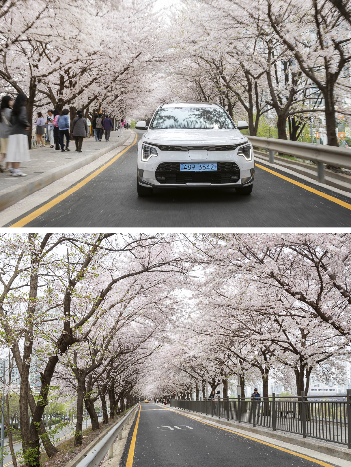 벚꽃 터널이 만들어진 도림천역 앞을 달리고 있는 니로 EV의 전면과 꽃이 만개한 도로 모습