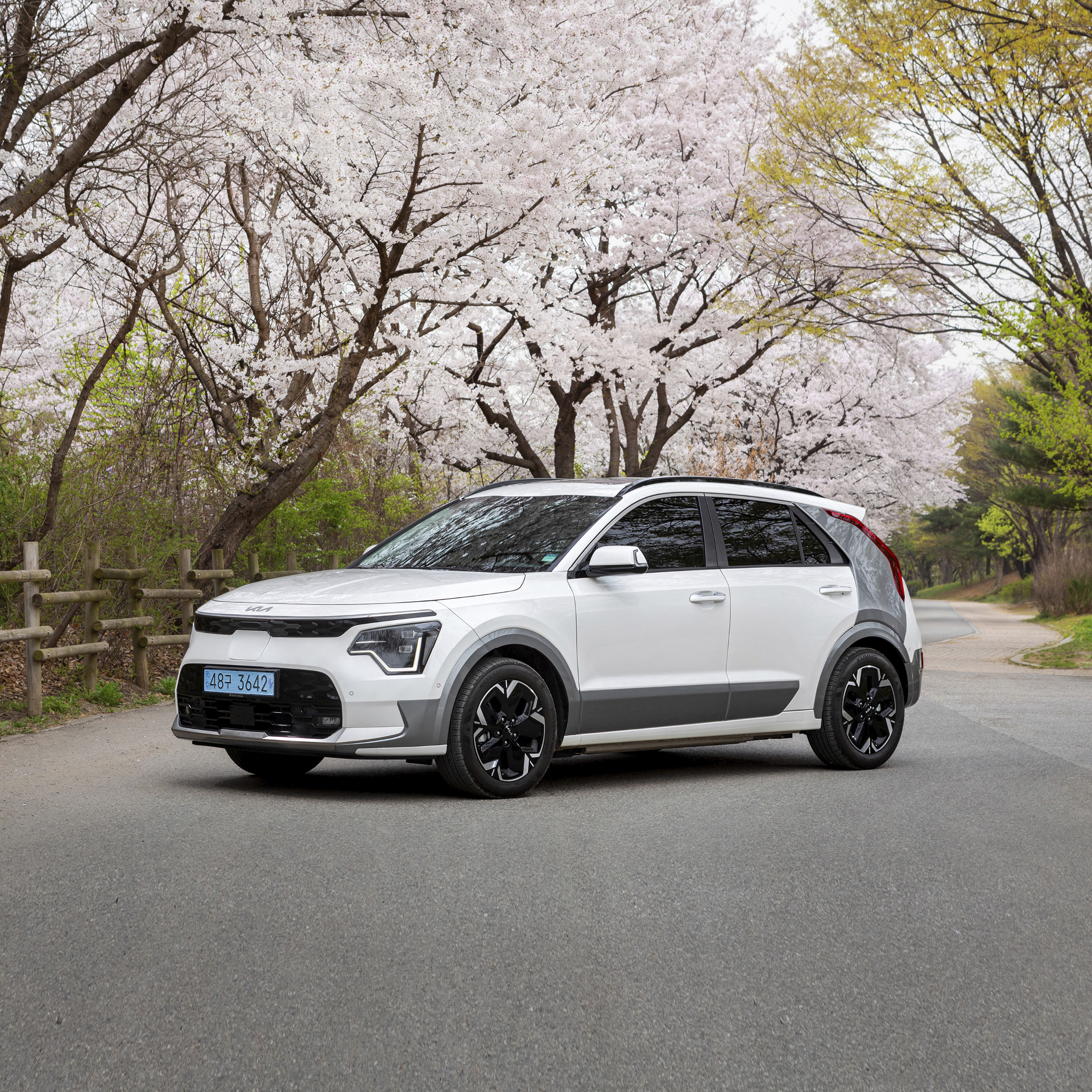 Niro EV standing under the cherry blossoms in full bloom