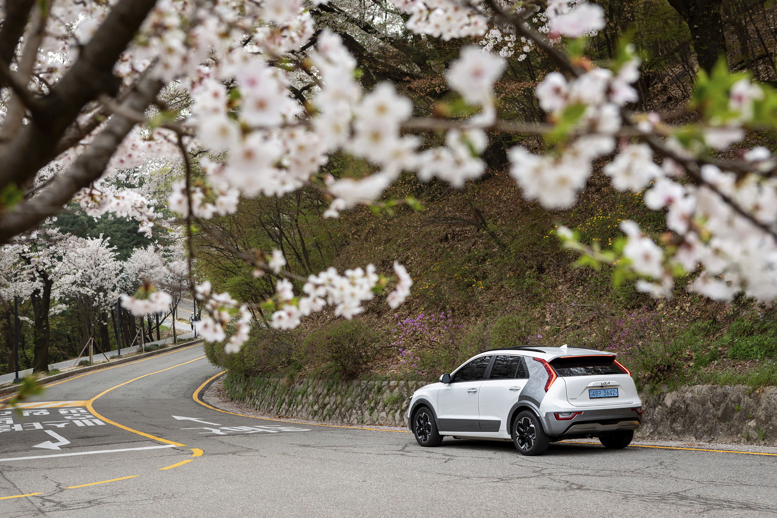 The rear of the Niro EV seen through the blooming cherry blossoms